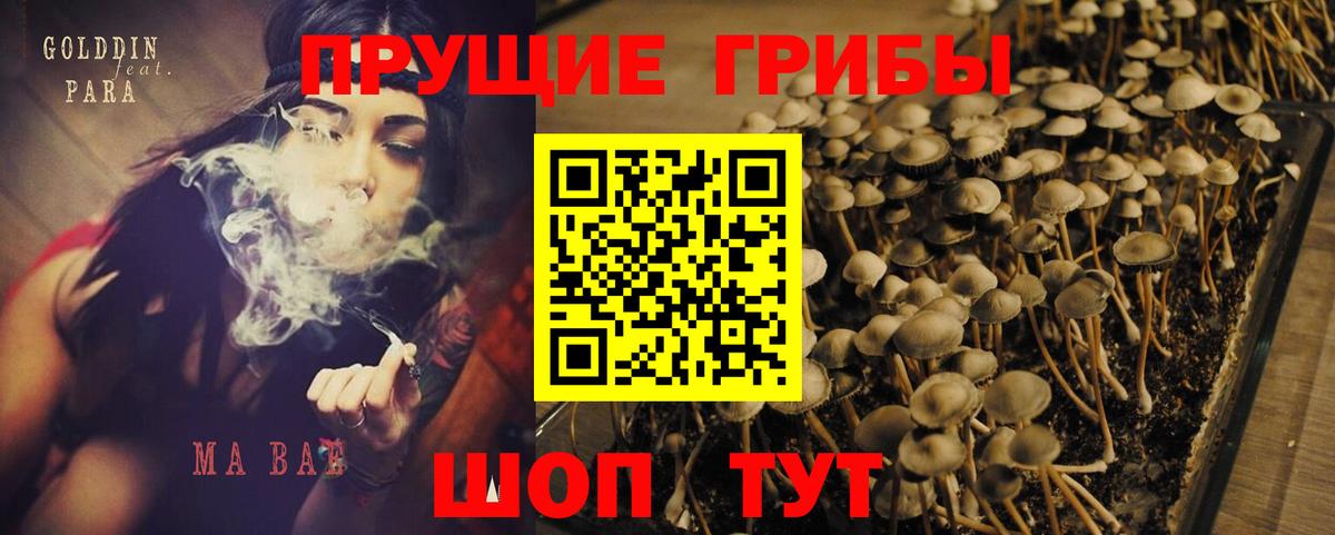 Северодвинск  Псилоцибиновые грибы Psilocybe  Вход с VPN 